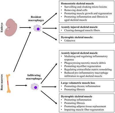 The multifaceted role of macrophages in homeostatic and injured skeletal muscle